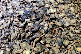 盛夏季節(jié) 滋補(bǔ)飲品市場魚龍混雜 展銷會上的飲品你敢買嗎