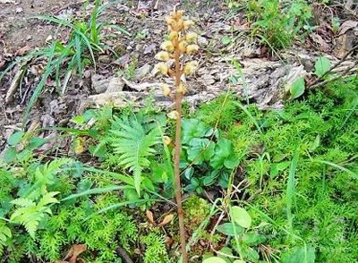 天麻的功效與作用詳解，野生天麻的禁忌及食用方法